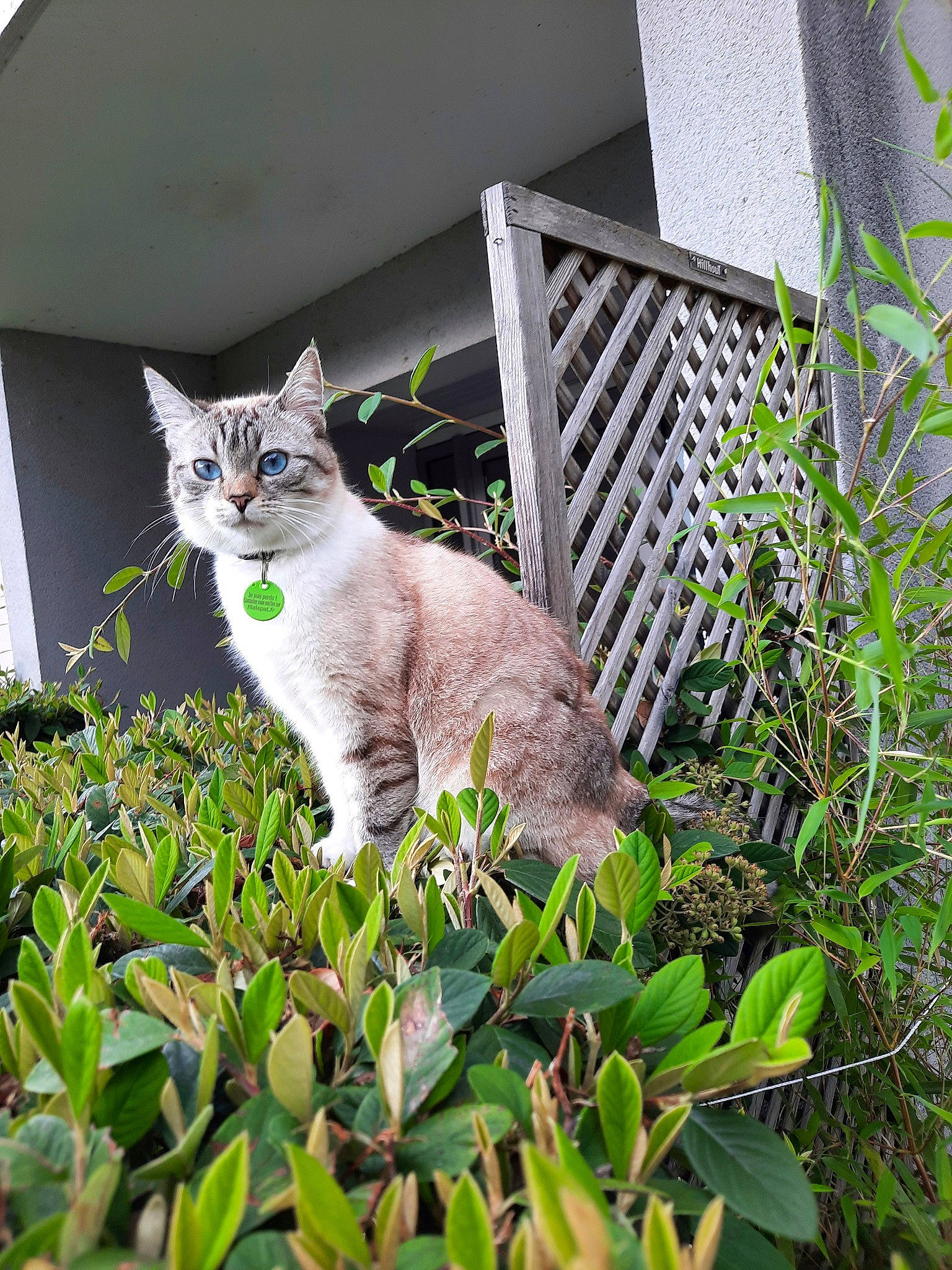 Yami a rejoint le concours — aidez-le/la à gagner de superbes lots ! art, carnivore, cat, domestic_short_haired_cat, felidae, fur, grass, grey, groundcover, herb, plant, shrub, sitting, small_to_medium_sized_cats, tail, tree, whiskers, wood, yard