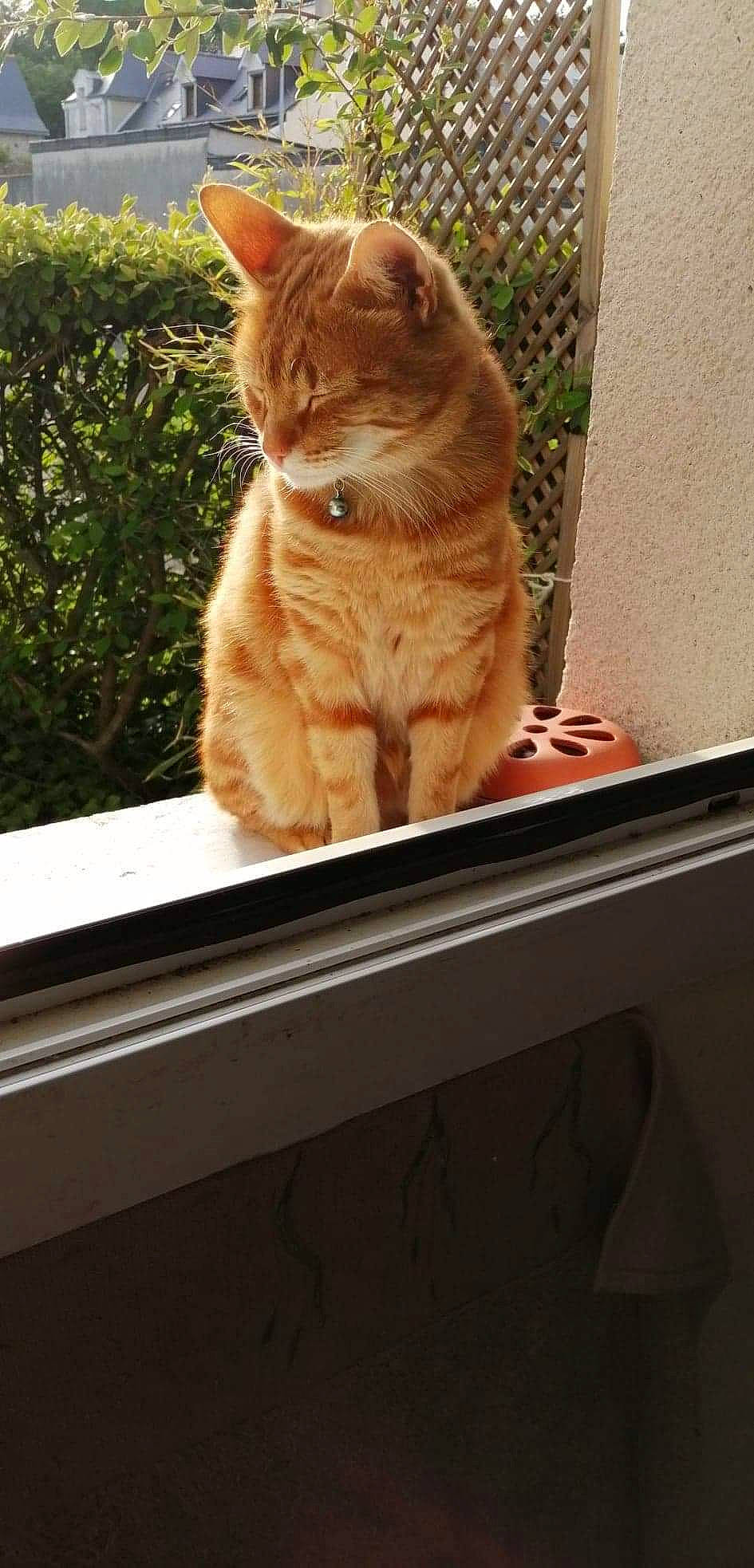 Smile a rejoint le concours — aidez-le/la à gagner de superbes lots ! automotive_exterior, automotive_window_part, carnivore, cat, domestic_short_haired_cat, fawn, felidae, fur, grass, paw, sitting, small_to_medium_sized_cats, snout, tail, tree, vehicle_door, whiskers, window, windshield, wood