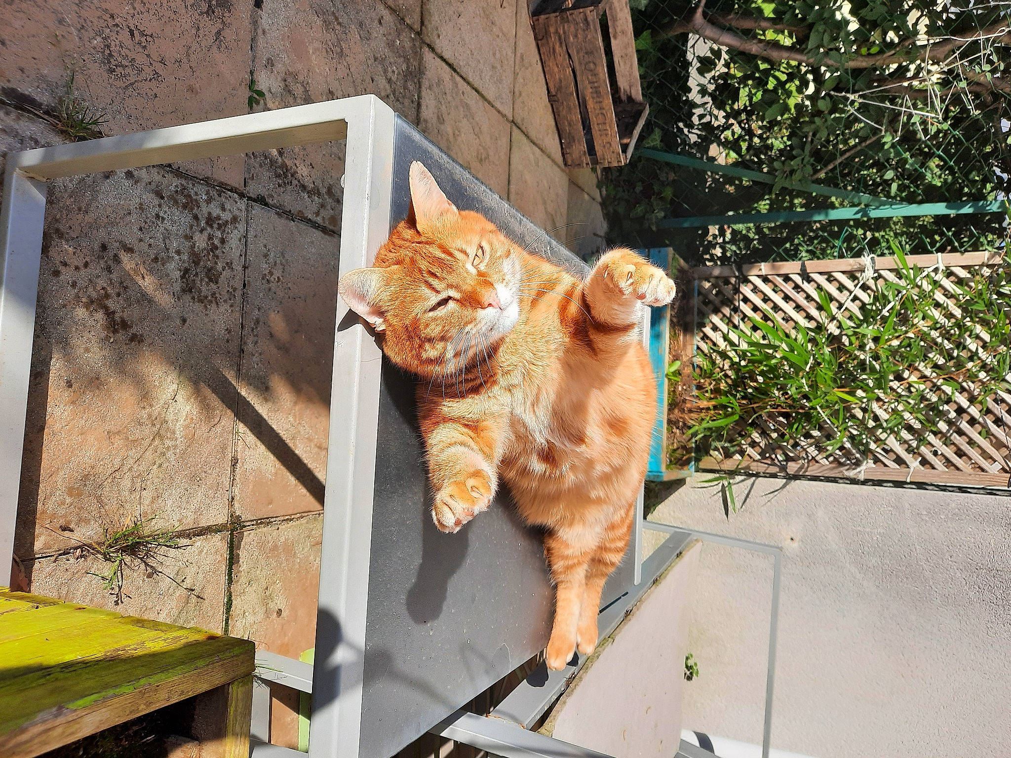 Smile a rejoint le concours — aidez-le/la à gagner de superbes lots ! animal_shelter, carnivore, cat, domestic_short_haired_cat, fawn, felidae, fur, grass, metal, outdoor_furniture, plant, small_to_medium_sized_cats, snout, sporting_group, tail, terrestrial_animal, vertebrate, whiskers, wildlife, wood