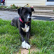 Miss Scarlett is registered to the contest to win money with this photo: animal, black_dog, canine, daytime, dog, domestic_animal, flower_bed, front_yard, grass, house, lawn, nature, outdoor, pet, pink_collar, quiet, relaxed, sidewalk, steps, white_paws
