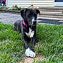 animal, black_dog, canine, daytime, dog, domestic_animal, flower_bed, front_yard, grass, house, lawn, nature, outdoor, pet, pink_collar, quiet, relaxed, sidewalk, steps, white_paws