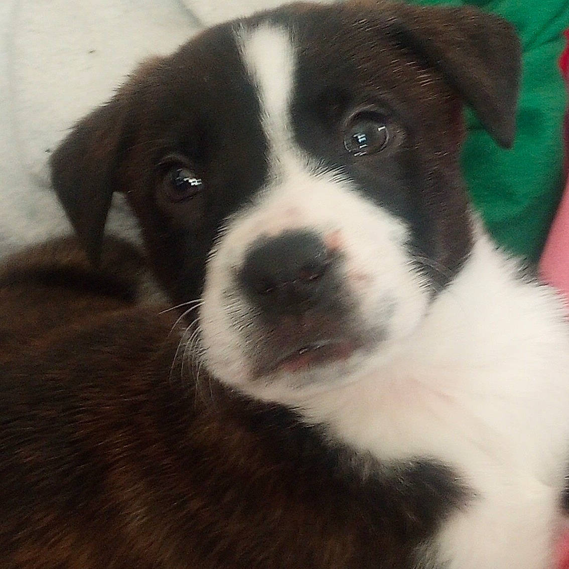 Bizarre is registered to the contest to win money with this photo: bored, carnivore, companion_dog, dog, dog_breed, fur, snout, whiskers, working_animal