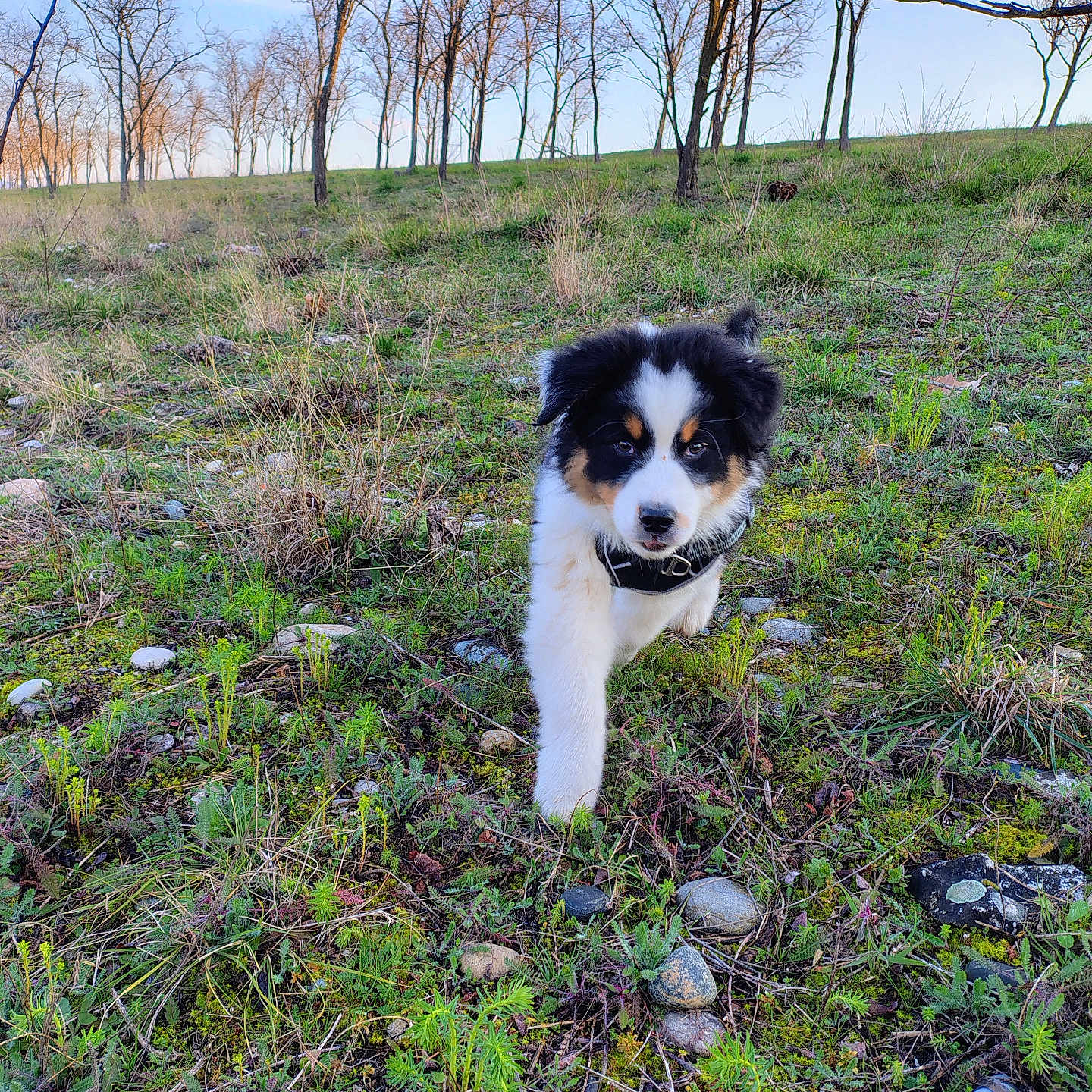 Loki participe au concours pour gagner de l'argent avec cette photo : animal, canine, cattle, cow, dog, field, grass, grassland, grove, land, livestock, nature, outdoors, pet, plant, puppy, rock, soil, tree, vegetation