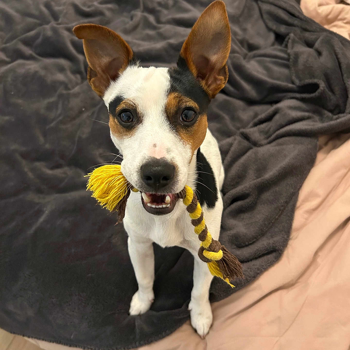 Vaigo participe au concours pour gagner de l'argent avec cette photo : animal, bed, black, blanket, brown, cute, dog, ears, floor, fur, happy, indoor, looking, mouth, pet, playful, rope_toy, small_dog, toy, white