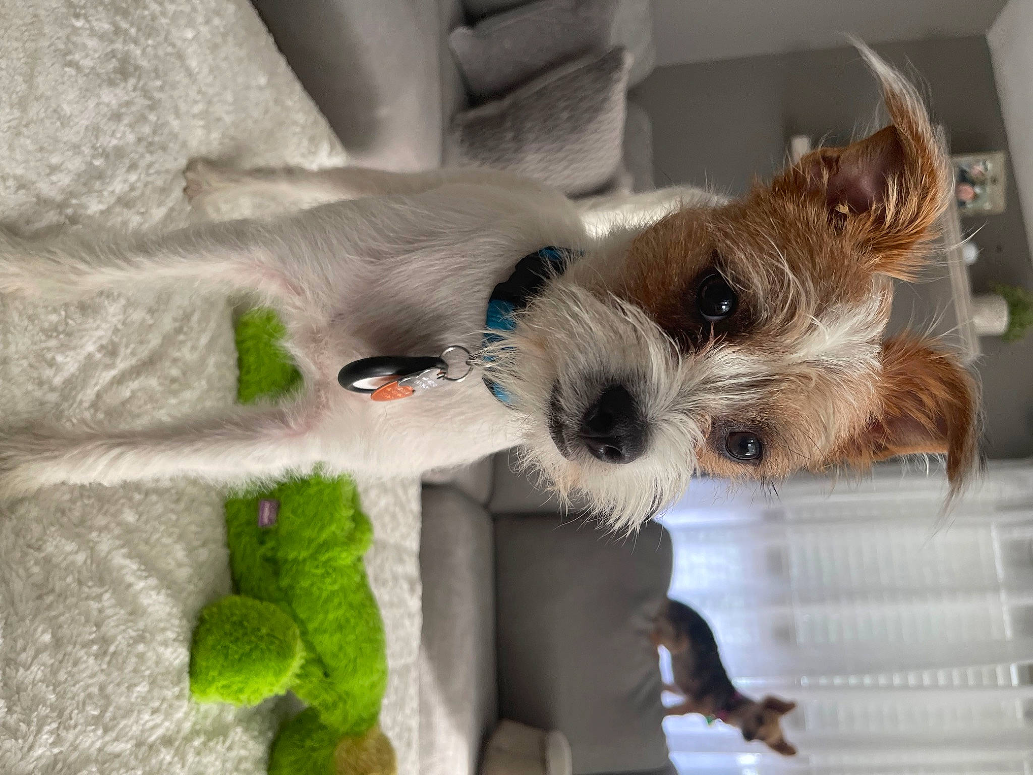 Levi Mcflye is registered to the contest to win money with this photo: carnivore, collar, comfort, companion_dog, dog, dog_breed, dog_clothes, dog_collar, dog_supply, eyewear, fawn, fur, paw, small_terrier, snout, sporting_group, sunglasses, terrier, toy_dog, working_animal