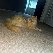 Missy is registered to the contest to win money with this photo: cat, orange_cat, fluffy, carpet, indoor, door, window, pet, animal, feline, relaxed, lying_down, fur, whiskers, tail, home, domestic, mammal, light_reflection, yellow_eyes