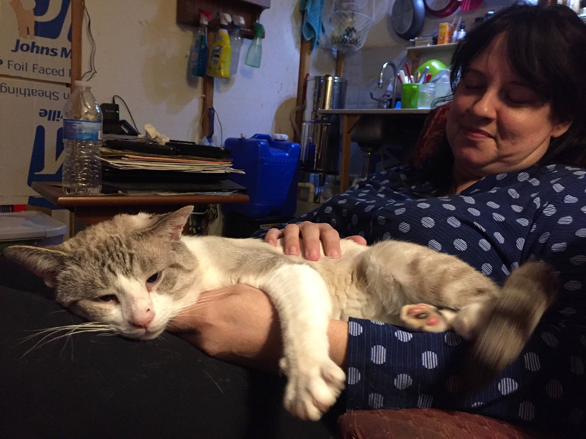 Jericho joined the competition — help win amazing prizes! carnivoran, cat, cat_like_mammal, domestic_short_haired_cat, joy, kitten, mammal, person, small_to_medium_sized_cats, whiskers