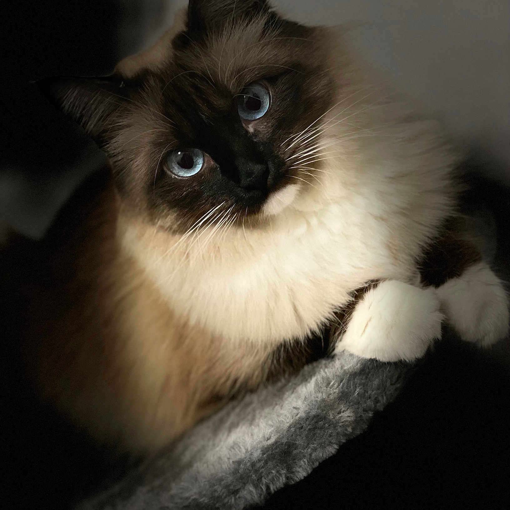 Sapphira joined the competition — help win amazing prizes! angora, animal, cat, kitten, manx, pet, siamese