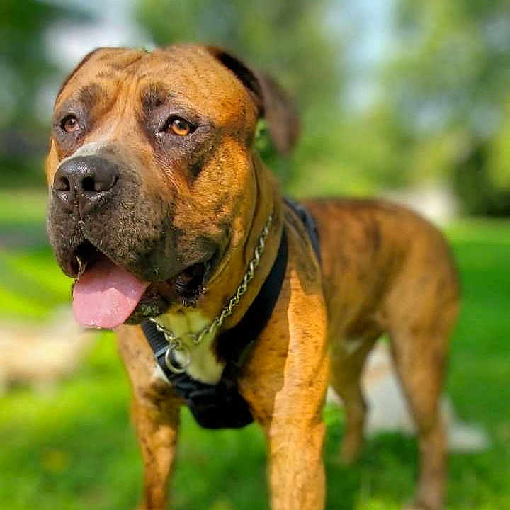 Zues