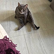 Alfie joined the competition — help win amazing prizes! cat, gray_cat, pet, floor, tile_floor, indoor, animal, feline, green_eyes, relaxed, sitting, looking_at_camera, pet_bed, metal_bowl, purple_fabric, fringe, curious, whiskers, domestic_animal, home