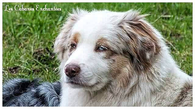 Las Vegas a rejoint le concours — aidez-le/la à gagner de superbes lots ! aidi, ancient_dog_breeds, australian_collie, australian_shepherd, border_collie, canidae, carnivore, companion_dog, dog, dog_breed, mammal, miniature_australian_shepherd, rare_breed_dog, sporting_group, tornjak, vertebrate, working_dog