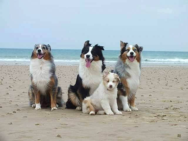 Las Vegas participe au concours pour gagner de l'argent avec cette photo : australian_collie, australian_shepherd, border_collie, canidae, carnivore, collie, companion_dog, dog, dog_breed, english_shepherd, herding_dog, mammal, rough_collie, scotch_collie, shetland_sheepdog, smooth_collie, sporting_group, vertebrate, welsh_sheepdog, working_dog