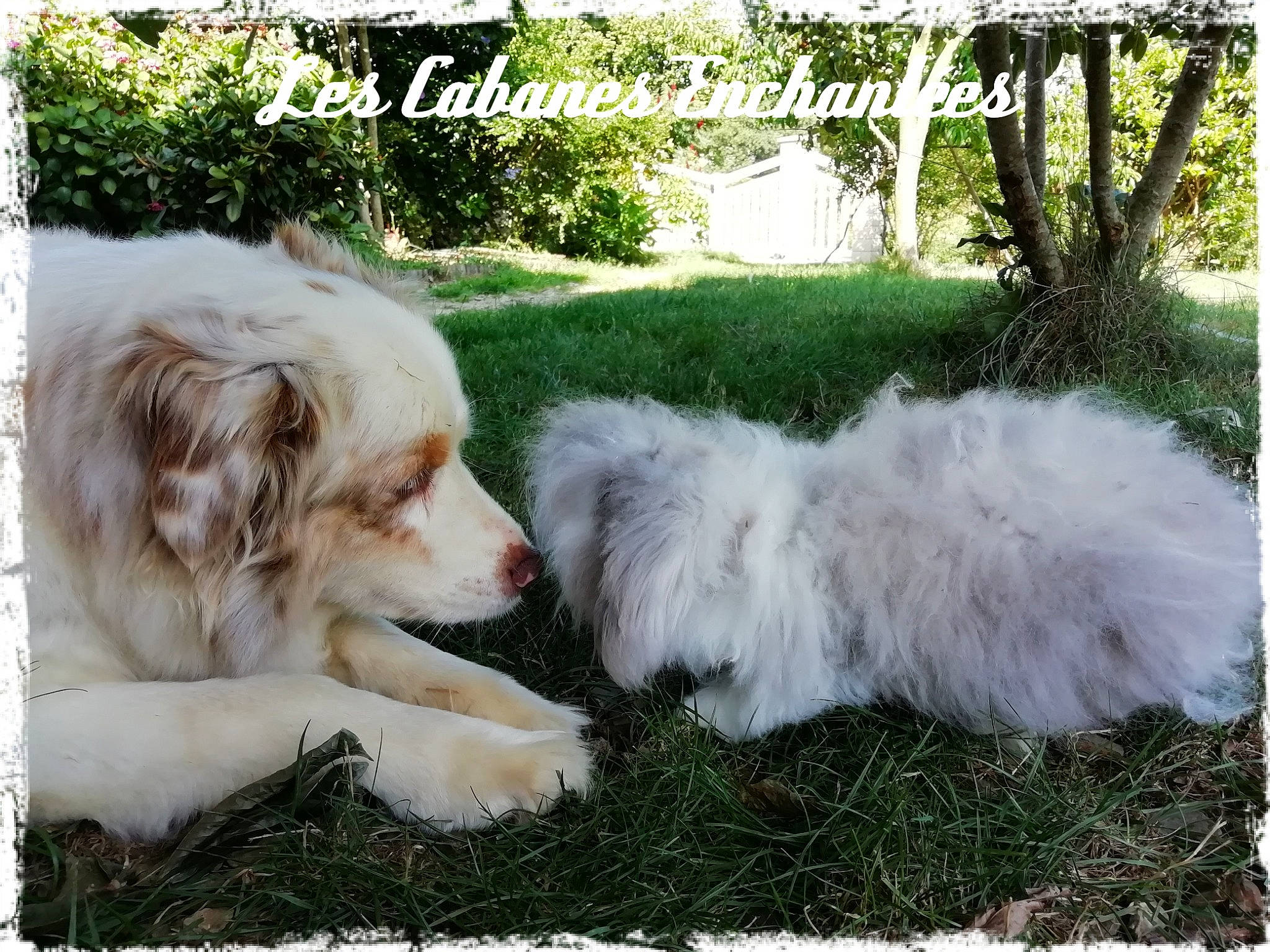 Las Vegas a rejoint le concours — aidez-le/la à gagner de superbes lots ! australian_shepherd, canidae, carnivore, clumber_spaniel, companion_dog, dog, dog_breed, great_pyrenees, kuvasz, livestock_guardian_dog, mammal, miniature_australian_shepherd, pyrenean_mastiff, sporting_group, vertebrate