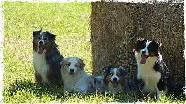 Las Vegas participe au concours pour gagner de l'argent avec cette photo : australian_collie, australian_shepherd, border_collie, canidae, carnivore, companion_dog, dog, dog_breed, english_shepherd, herding_dog, mammal, miniature_australian_shepherd, rare_breed_dog, texas_heeler, vertebrate, welsh_sheepdog, working_dog