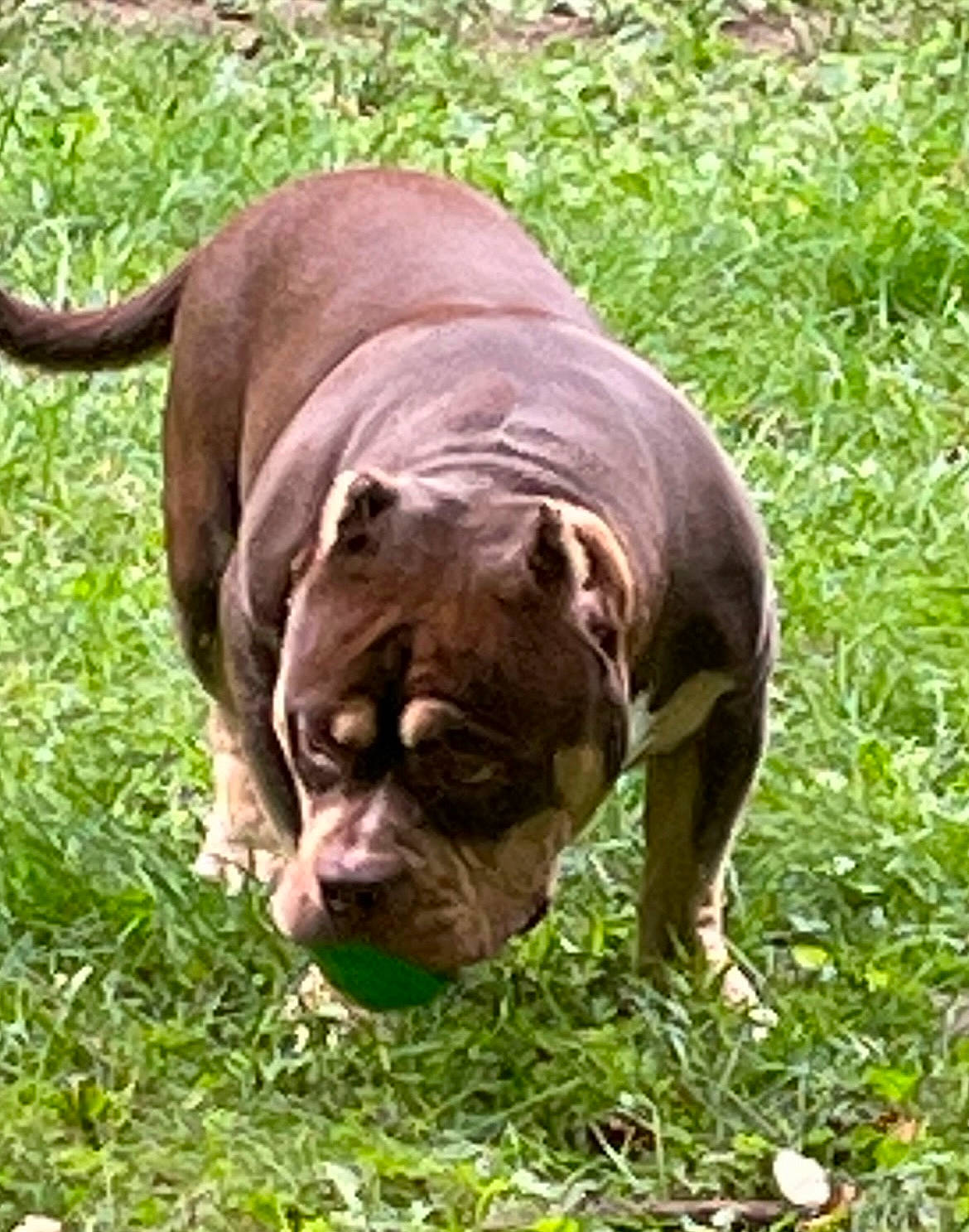 Taz