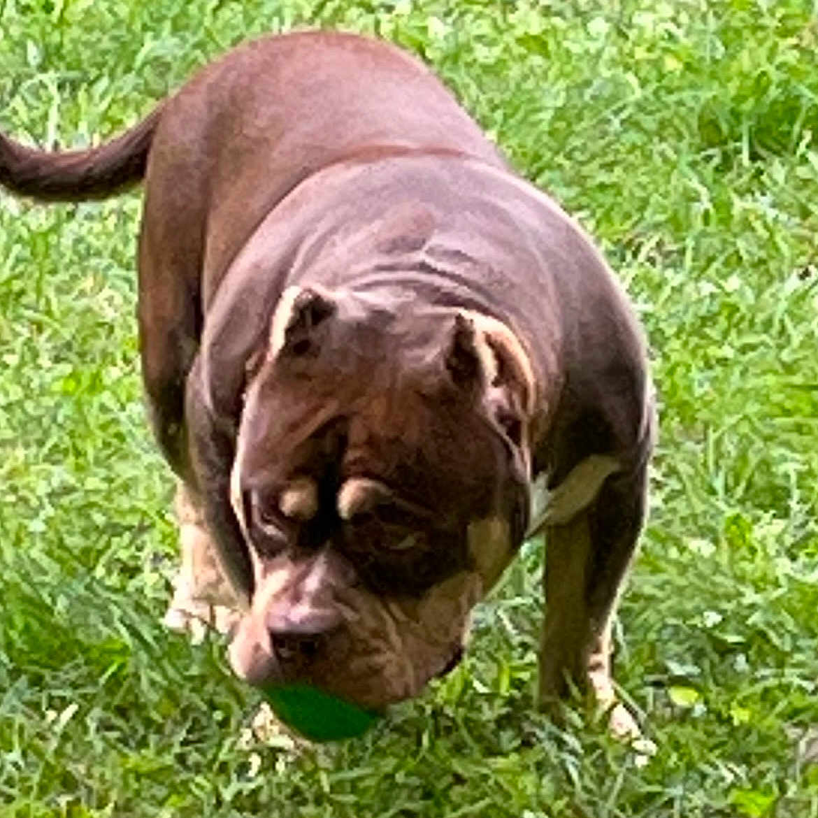 Taz