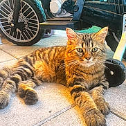 Chaussette participe au concours pour gagner de l'argent avec cette photo : cat, tabby_cat, fluffy, fur, animal, pet, lying_down, lounge, portrait, outdoors, garage, motorcycle, vehicle, wheel, engine, concrete, floor, brown, striped, alert
