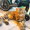 cat, tabby_cat, fluffy, fur, animal, pet, lying_down, lounge, portrait, outdoors, garage, motorcycle, vehicle, wheel, engine, concrete, floor, brown, striped, alert