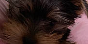 Macho joined the competition — help win amazing prizes! dog, puppy, yorkshire_terrier, close_up, fur, pet, cute, small_dog, soft, pink_blanket, cozy, animal, mammal, friend, companion, indoor, resting, face, ears, whiskers