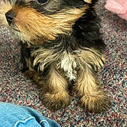 Macho joined the competition — help win amazing prizes! puppy, dog, fur, carpet, indoor, pet, cute, small_dog, fluffy, brown, black, tan, sitting, closeup, eyes, ears, animal, companion, domestic, young