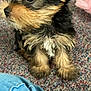 puppy, dog, fur, carpet, indoor, pet, cute, small_dog, fluffy, brown, black, tan, sitting, closeup, eyes, ears, animal, companion, domestic, young