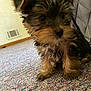 Macho is registered to the contest to win money with this photo: puppy, dog, small_dog, fur, carpet, indoor, floor, cute, animal, pet, texture, vent, closeup, brown, black, sitting, young, furry, quilted, curious