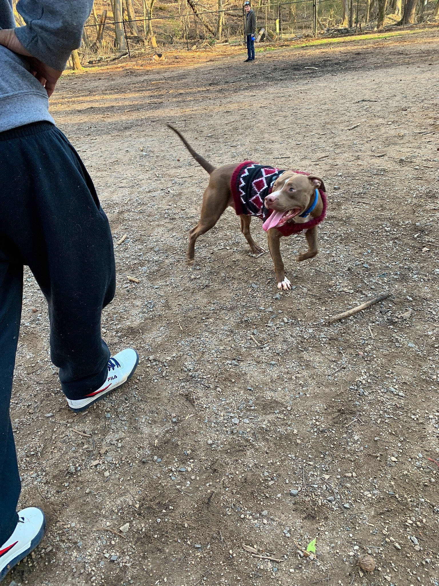 Courage joined the competition — help win amazing prizes! american_bulldog, american_pit_bull_terrier, canidae, carnivore, dog, dog_breed, dog_walking, fawn, leash, non_sporting_group, pit_bull, play