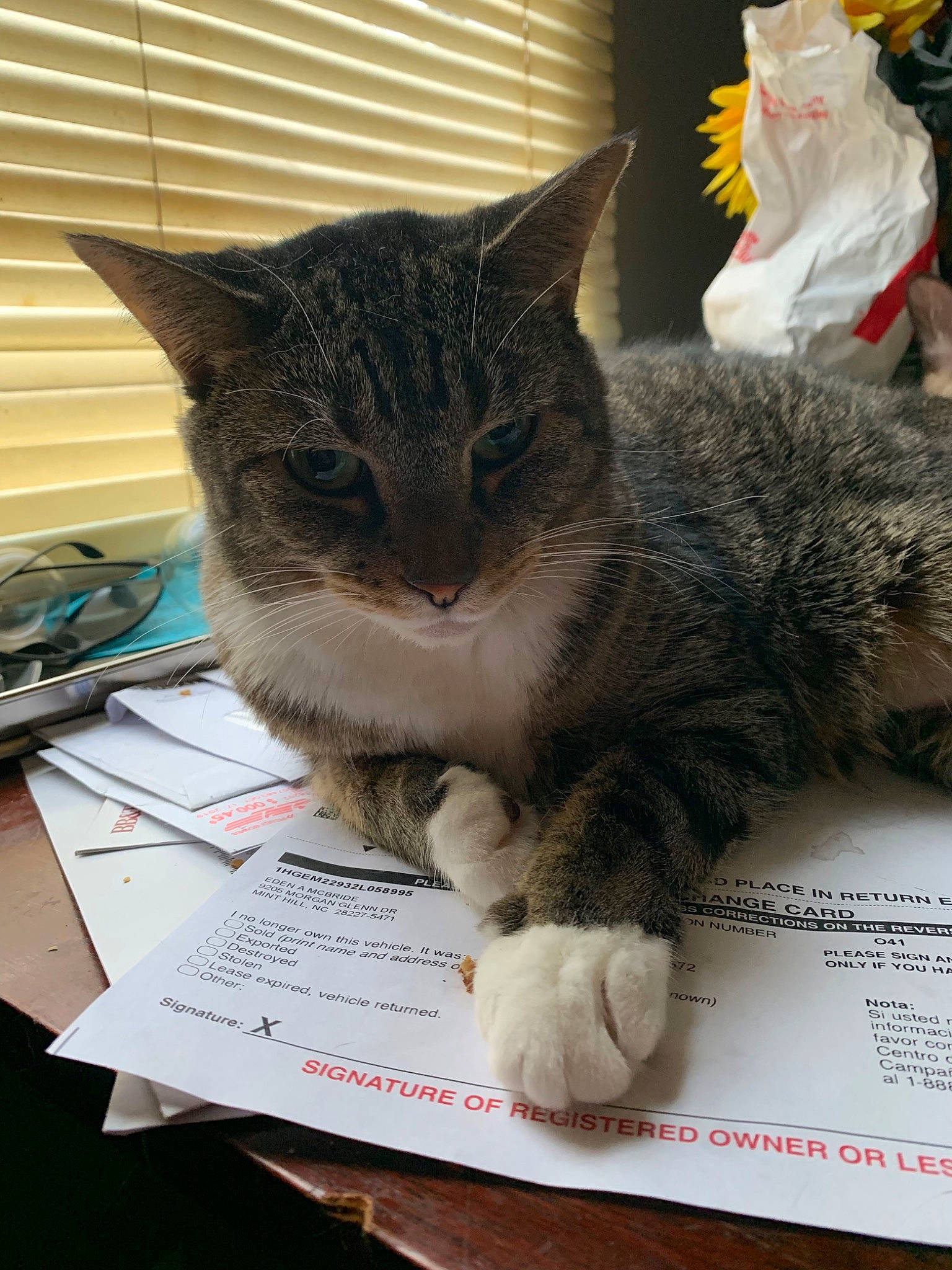 Karen is registered to the contest to win money with this photo: asian, carnivore, cat, domestic_short_haired_cat, european_shorthair, felidae, kitten, photo_caption, reading, small_to_medium_sized_cats, tabby_cat, whiskers