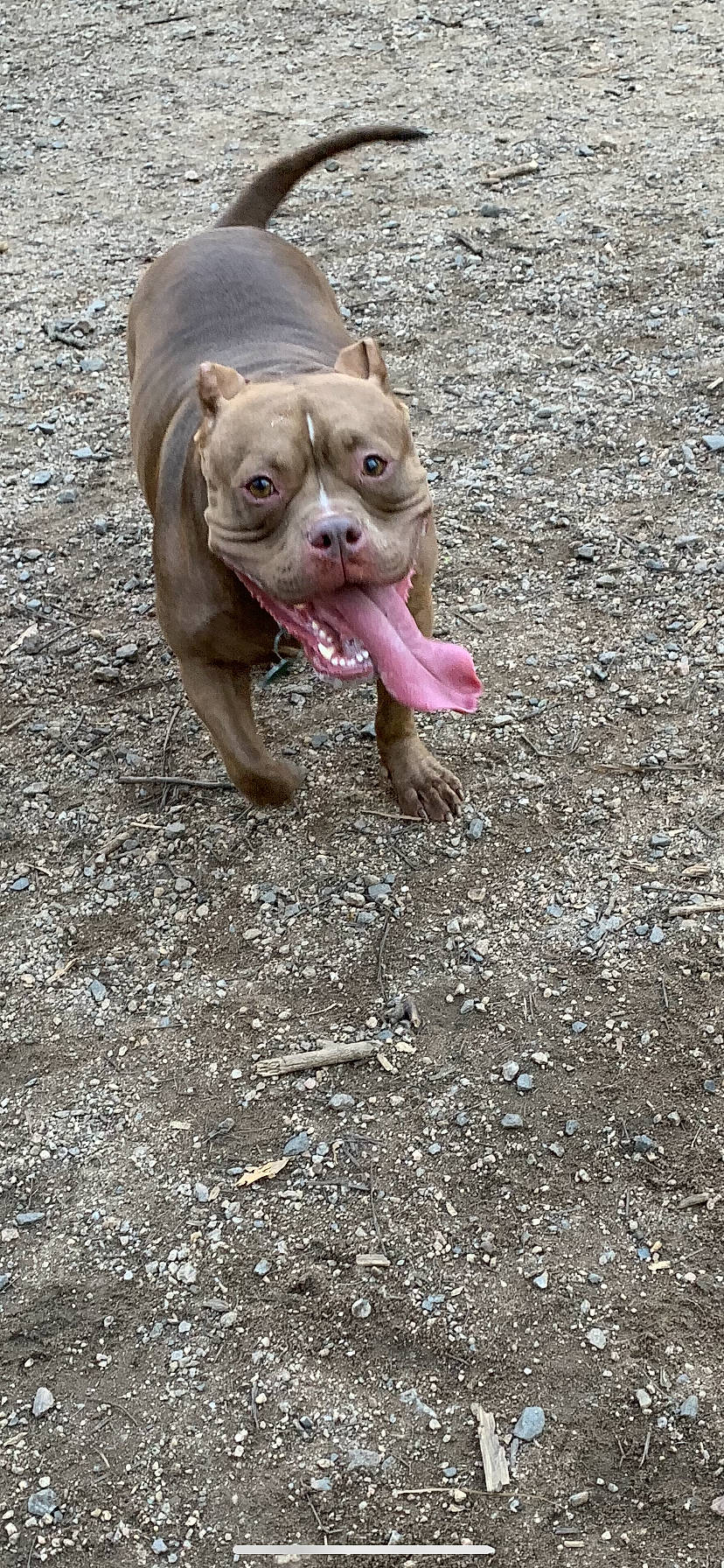 Athena is registered to the contest to win money with this photo: american_pit_bull_terrier, american_staffordshire_terrier, canidae, carnivore, dog, dog_breed, fawn, mammal, non_sporting_group, pit_bull, snout, staffordshire_bull_terrier, vertebrate