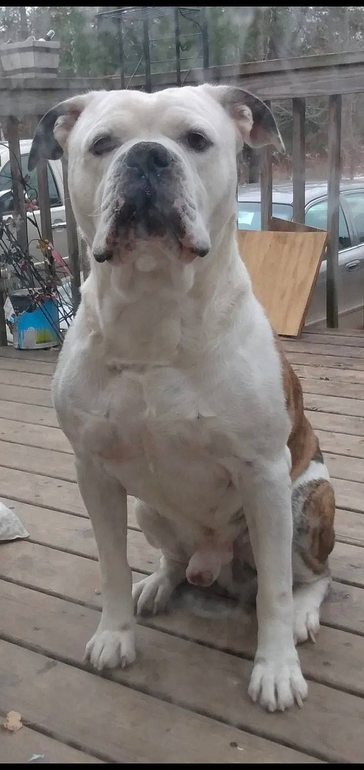 Capone is registered to the contest to win money with this photo: bulldog, carnivore, companion_dog, dog, dog_breed, fawn, flooring, molosser, non_sporting_group, snout, sporting_group, terrestrial_animal, wood, working_animal