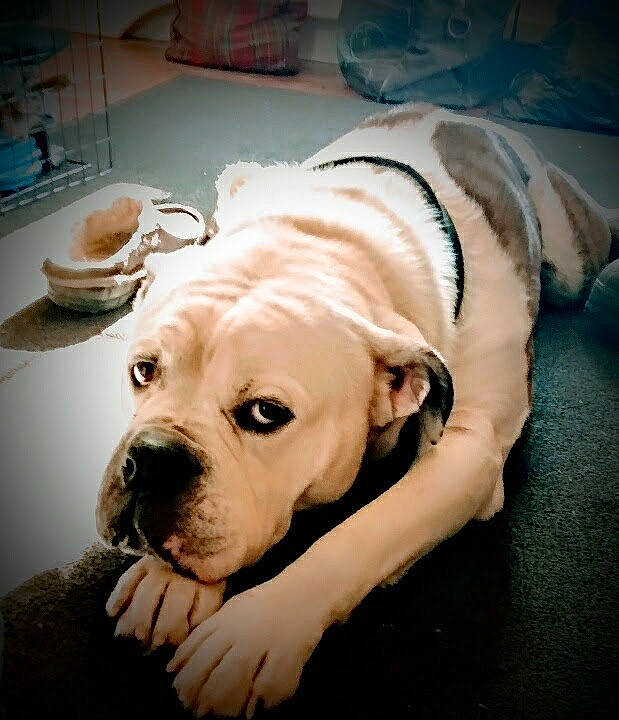 Capone is registered to the contest to win money with this photo: canidae, carnivore, collar, comfort, companion_dog, dog, dog_breed, dog_collar, dog_supply, fawn, floor, flooring, fur, guard_dog, pet_supply, retriever, snout, sporting_group, whiskers, working_animal