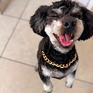 Milo-Biscotti is registered to the contest to win money with this photo: dog, pet, smiling, gold_chain, black_and_white, fur, cute, tongue_out, tile_floor, indoor, happy, canine, companion, domestic_animal, playful, standing, close_up, blurry, animal, friendly