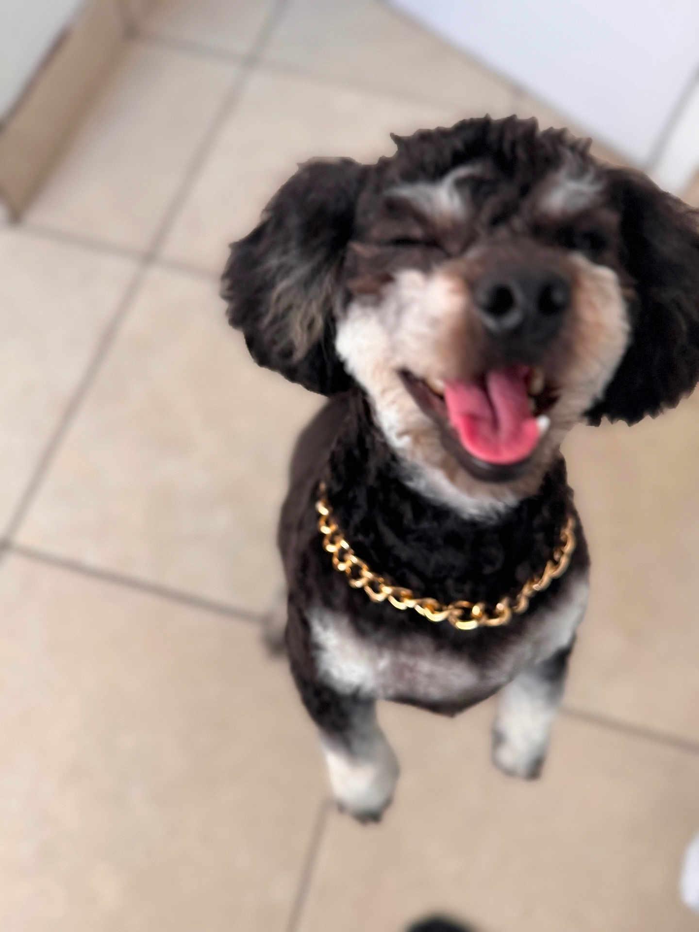Milo-Biscotti is registered to the contest to win money with this photo: dog, pet, smiling, gold_chain, black_and_white, fur, cute, tongue_out, tile_floor, indoor, happy, canine, companion, domestic_animal, playful, standing, close_up, blurry, animal, friendly