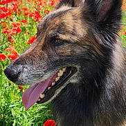 Hades participe au concours pour gagner de l'argent avec cette photo : animal, canine, castle, daylight, dog, ears, field, flowers, fur, grass, happy, hill, nature, outdoor, pet, poppies, portrait, sky, summer, tongue_out