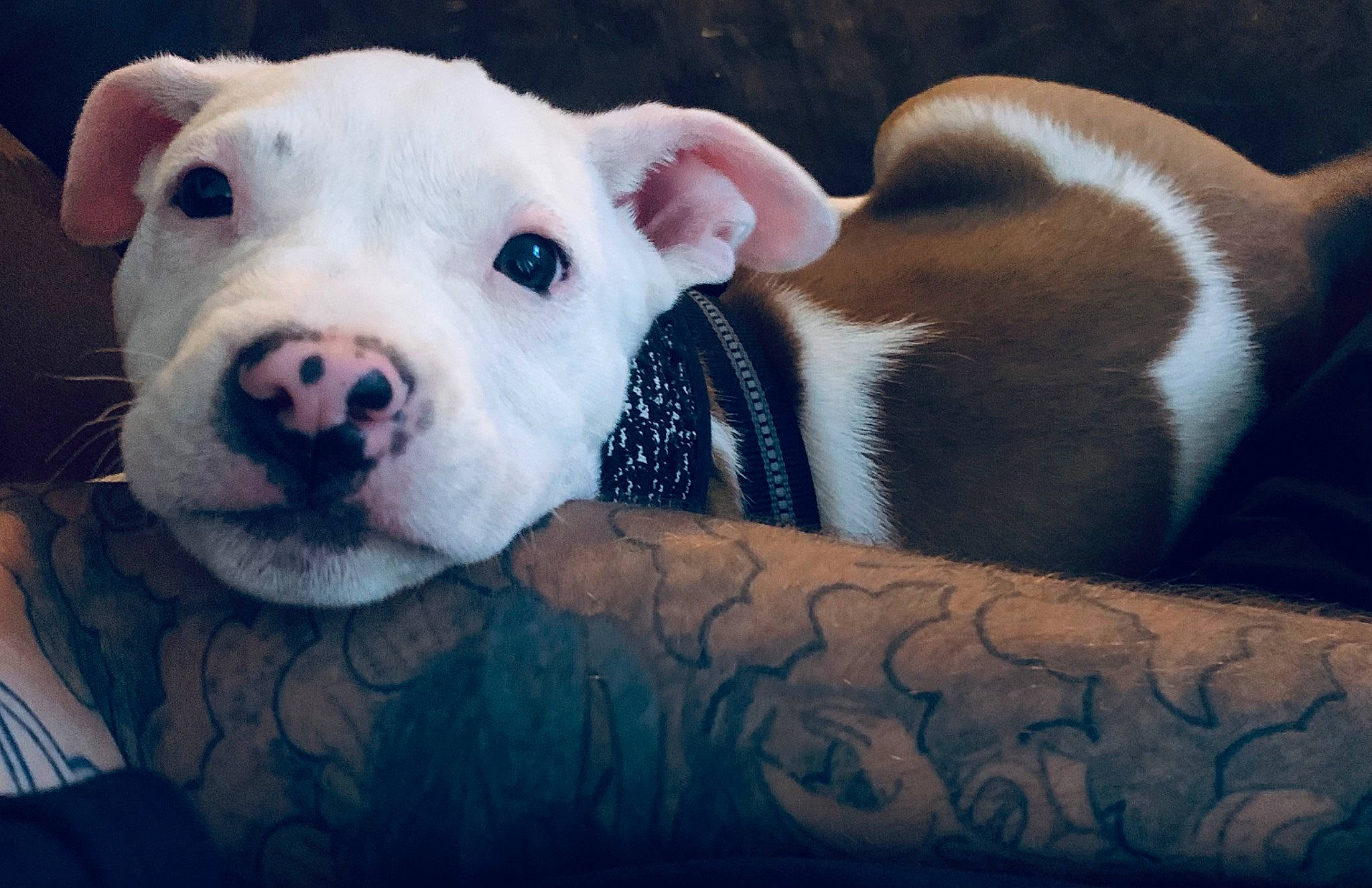 Apollo is registered to the contest to win money with this photo: canidae, carnivore, comfort, companion_dog, dog, dog_breed, dogo_argentino, domestic_pig, fawn, fur, livestock, non_sporting_group, old_english_terrier, paw, snout, sporting_group, suidae, terrestrial_animal, whiskers, working_animal