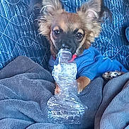Poppie is registered to the contest to win money with this photo: dog, small_dog, pet, blanket, blue_jacket, plastic_bottle, cozy, cute, ears, fur, indoor, resting, curious, animal, paw, snout, looking, texture, fabric, comfort