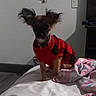 Poppie joined the competition — help win amazing prizes! bed, bedroom, blanket, chihuahua, collar, cozy, dog, furry_ears, indoor, light_switch, low_light, nightstand, pet, portrait, red_sweater, sitting, small_dog, sweater, wall, wooden_floor