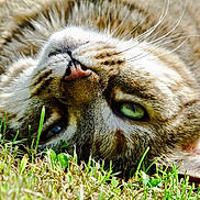 Isis participe au concours pour gagner de l'argent avec cette photo :