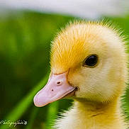 Saturnin a rejoint le concours — aidez-le/la à gagner de superbes lots !