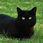 Champollion a rejoint le concours — aidez-le/la à gagner de superbes lots !