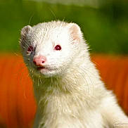 Torpille a rejoint le concours — aidez-le/la à gagner de superbes lots !