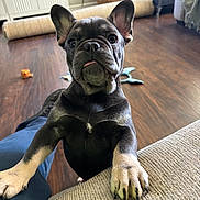 Zeus is registered to the contest to win money with this photo: dog, puppy, french_bulldog, pet, indoor, living_room, couch, floor, toy, curious, close_up, black_and_tan, canine, ears, tongue, wood_floor, basket, furniture, domestic_animal, companion