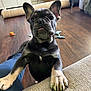 dog, puppy, french_bulldog, pet, indoor, living_room, couch, floor, toy, curious, close_up, black_and_tan, canine, ears, tongue, wood_floor, basket, furniture, domestic_animal, companion