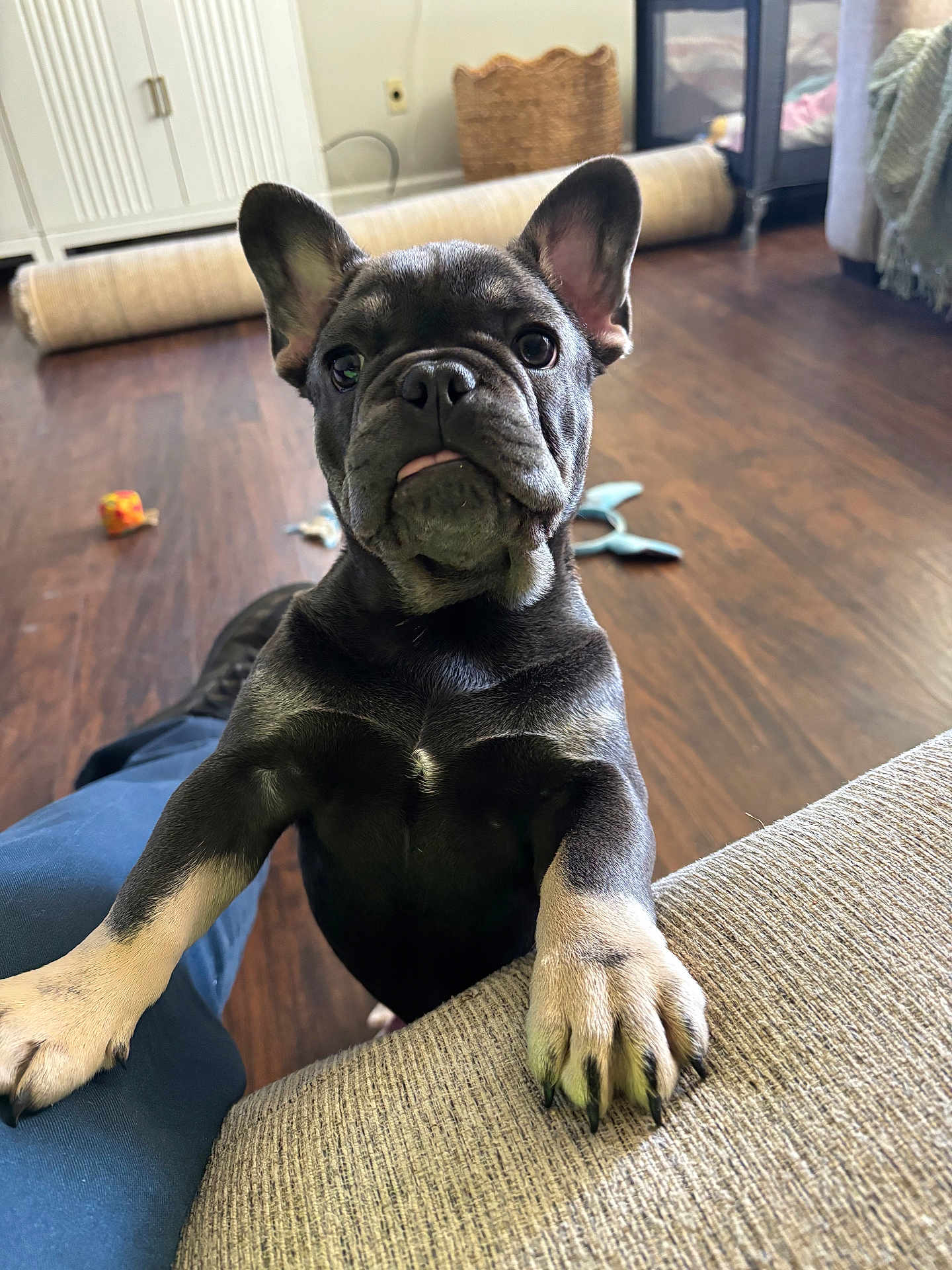 Zeus