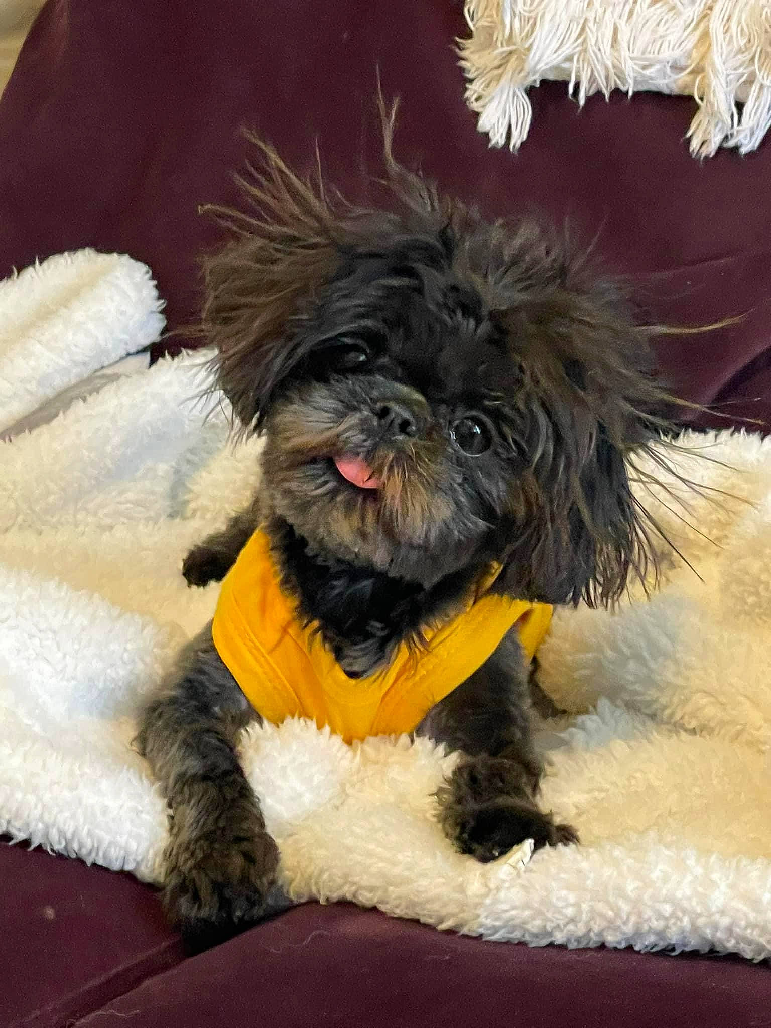 Gabriella joined the competition — help win amazing prizes! bow_tie, canidae, carnivore, collar, companion_dog, dog, dog_breed, dog_clothes, dog_collar, dog_supply, fur, liver, maltepoo, small_terrier, snout, sporting_group, tail, terrier, toy_dog, working_animal