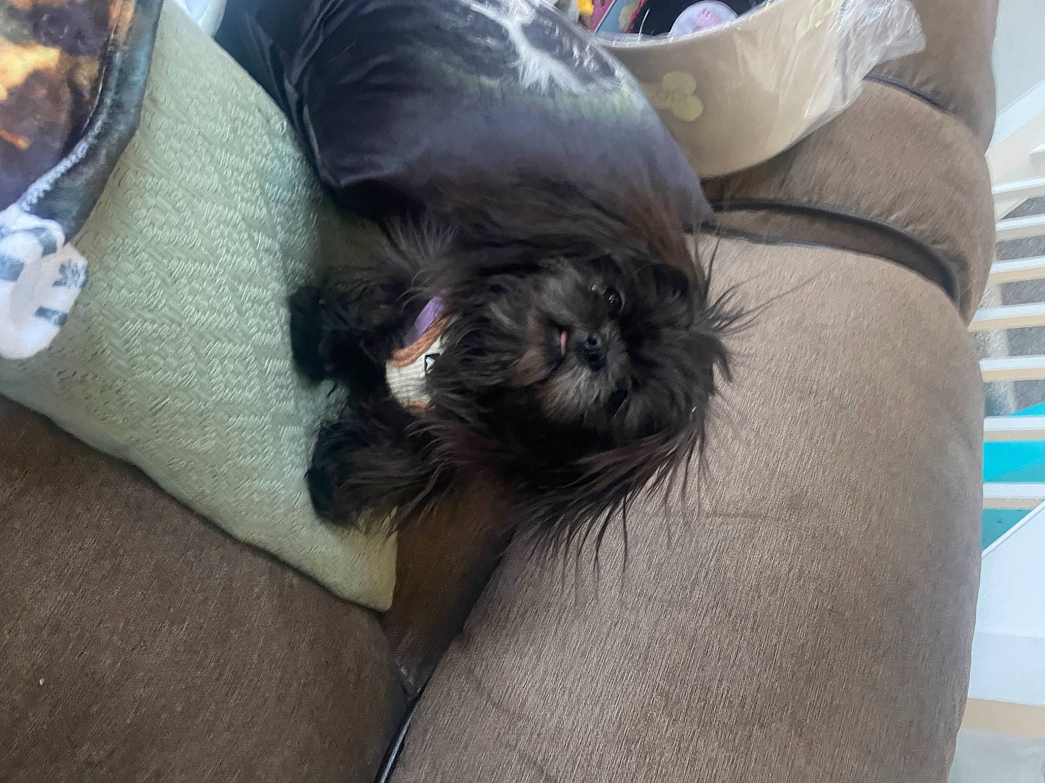 Gabriella joined the competition — help win amazing prizes! canidae, carnivore, comfort, companion_dog, dog, dog_breed, fawn, felidae, fur, grey, liver, nap, non_sporting_group, snout, sporting_group, toy_dog, working_animal