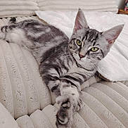 Aria participe au concours pour gagner de l'argent avec cette photo : animal, cat, closeup, comfortable, couch, cozy, cute, ears, feline, fur, home, indoor, paw, pet, relaxed, resting, stretching, striped, tabby, whiskers