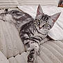animal, cat, closeup, comfortable, couch, cozy, cute, ears, feline, fur, home, indoor, paw, pet, relaxed, resting, stretching, striped, tabby, whiskers