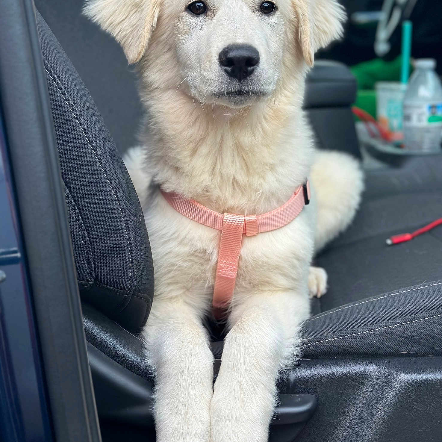 Luna joined the competition — help win amazing prizes! animal, canine, car_seat, closeup, companion, cute, dog, domestic_animal, fluffy, front_paws, indoors, looking_at_camera, pet, pink_harness, portrait, puppy, sitting, vehicle_interior, white_fur, young_dog