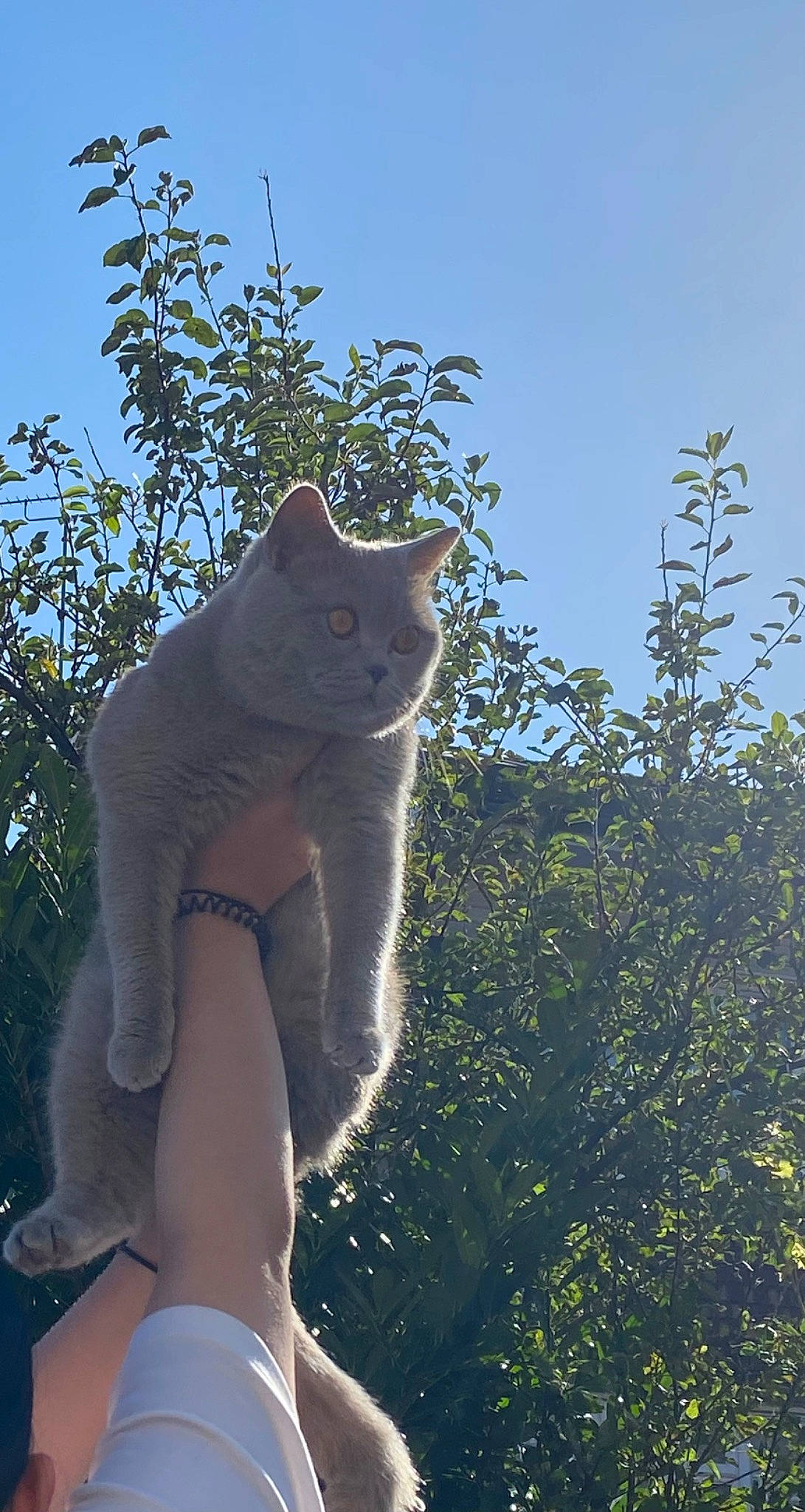 Pasha is registered to the contest to win money with this photo: art, carnivore, cat, domestic_short_haired_cat, fawn, felidae, fur, grass, human_leg, plant, sky, small_to_medium_sized_cats, snout, tail, terrestrial_animal, tree, trunk, twig, whiskers, wildlife